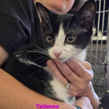 Tatianno -  Domestic Short Hair Cat for Adoption in Buffalo, New York - Tatianno | PetCurious