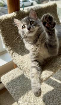 Olivia -  Domestic Medium Hair Cat for Adoption in Burnaby, British Columbia - Olivia | PetCurious