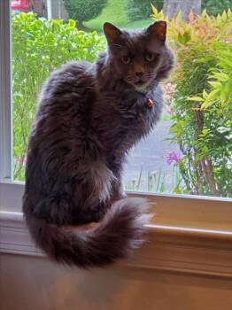 PLATINUM -  Domestic Medium Hair Cat for Adoption in Derwood, Maryland - PLATINUM | PetCurious