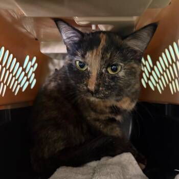 Flippy -  Domestic Medium Hair Cat for Adoption in Melrose, Florida - Flippy | PetCurious
