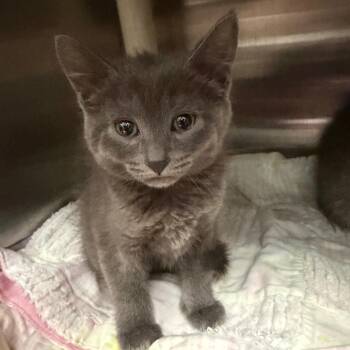 Jeanette -  Domestic Short Hair Cat for Adoption in Keizer, Oregon - Jeanette | PetCurious