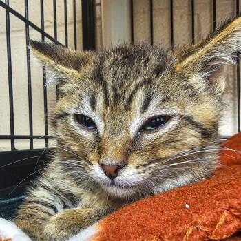 Ralph -  Domestic Short Hair Cat for Adoption in Columbus, North Carolina - Ralph | PetCurious