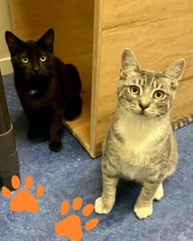 Rescue Domestic Short Hair Cats for Adoption in Novato, California - August | PetCurious