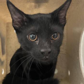 Rooni -  Domestic Short Hair Cat for Adoption in Philadelphia, Pennsylvania - Rooni | PetCurious