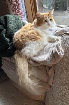 Rescue Ragdoll and Domestic Long Hair Cats for Adoption in Woodinville, Washington - Clementine | PetCurious
