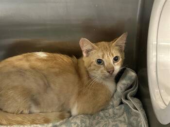 Domestic Short Hair Cats Available for Adoption in Ocala, Florida - ARROW | PetCurious