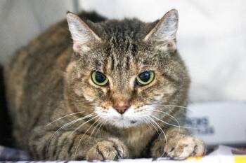 Little Bit -  Domestic Short Hair Cat for Adoption in Monroe, Georgia - Little Bit | PetCurious