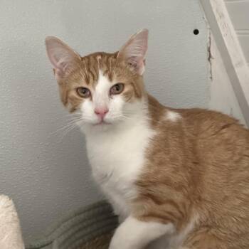 Domestic Short Hair Cats Available for Adoption in Leechburg, Pennsylvania - John Deere | PetCurious