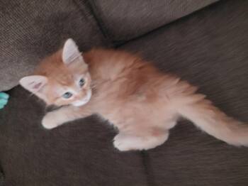 Darby -  Domestic Long Hair and Tabby Cat for Adoption in Vacaville, California - Darby | PetCurious