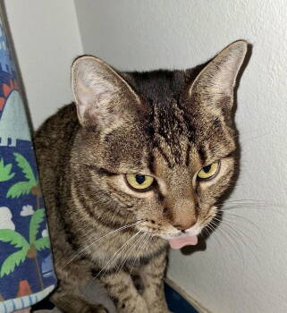 Rescue Domestic Short Hair Cats for Adoption in Frisco, Texas - Sweet & Sour | PetCurious