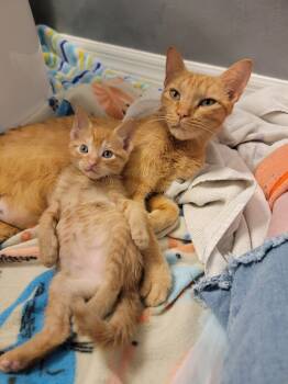 Rescue Domestic Short Hair Cats for Adoption in Brandon, Florida - Marmee | PetCurious