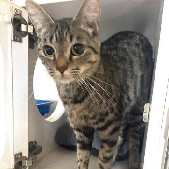 Domestic Short Hair Cats Available for Adoption in Prescott, Arizona - Mimi | PetCurious