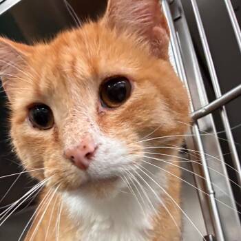 Frank -  Domestic Short Hair Cat for Adoption in Manhattan, Kansas - Frank | PetCurious