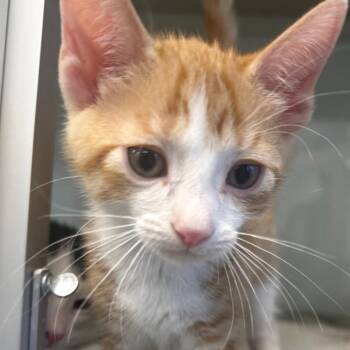 Blackberry -  Domestic Short Hair Cat for Adoption in Wheeling, Illinois - Blackberry | PetCurious