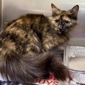 Sparta -  Domestic Medium Hair Cat for Adoption in Milton, Florida - Sparta | PetCurious