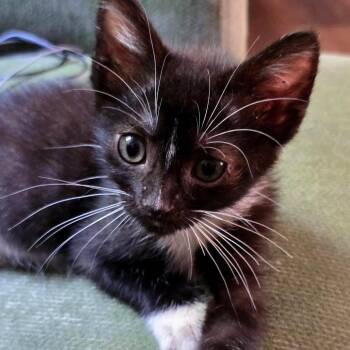 Truffles -  Domestic Short Hair Cat for Adoption in Beulaville, North Carolina - Truffles | PetCurious