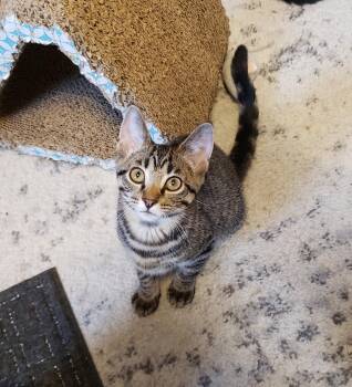 Piccolo -  Tabby Cat for Adoption in Cincinnati, Ohio - Piccolo | PetCurious