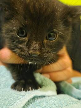 Salem -  Domestic Short Hair Cat for Adoption in Cloquet, Minnesota - Salem | PetCurious