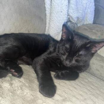 Domestic Short Hair Cats Available for Adoption in Lyndhurst, Virginia - Smoke | PetCurious