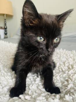 Posey -  Domestic Short Hair Cat for Adoption in Salisbury, North Carolina - Posey | PetCurious