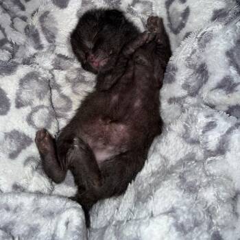 Chococat -  Domestic Short Hair Cat for Adoption in Tulsa, Oklahoma - Chococat | PetCurious