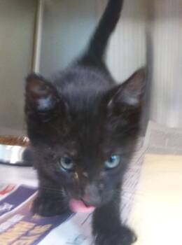 Andy -  Domestic Short Hair Cat for Adoption in Lafayette, Louisiana - Andy | PetCurious