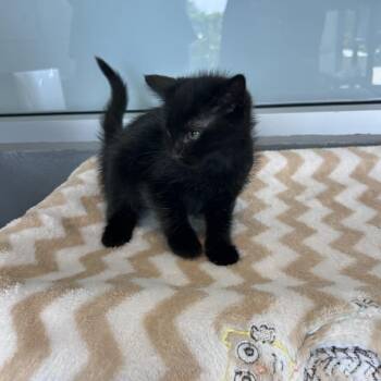 Avalon -  Domestic Short Hair Cat Available for Adoption - Avalon | PetCurious
