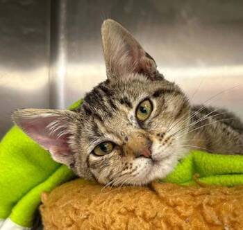 Viola -  Domestic Short Hair Cat for Adoption in Shreveport, Louisiana - Viola | PetCurious