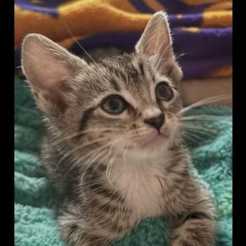 BOB -  Domestic Short Hair Cat for Adoption in Auburn, California - BOB | PetCurious