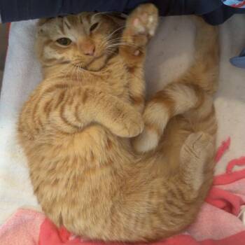Orange Juice -  Domestic Short Hair Cat for Adoption in Evanston, Illinois - Orange Juice | PetCurious