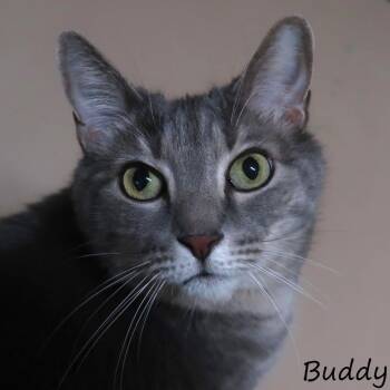 Domestic Short Hair Cats Available for Adoption - Buddy | PetCurious
