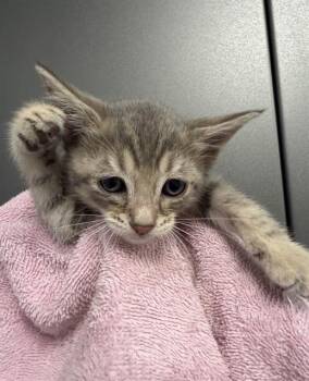 MIOMIE -  Domestic Short Hair Cat for Adoption in Ontario, California - MIOMIE | PetCurious