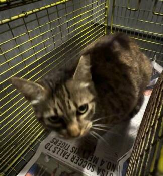 ANTONIA -  Domestic Short Hair Cat for Adoption in San Antonio, Texas - ANTONIA | PetCurious