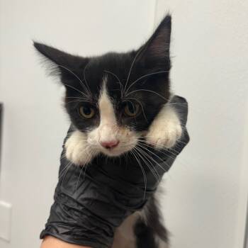Rescue Domestic Short Hair Cats for Adoption in Abilene, Texas - Morticia | PetCurious