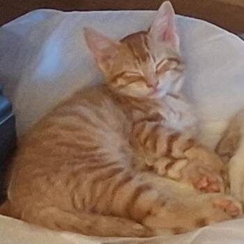 Mr. Lion -  Domestic Short Hair Cat for Adoption in Boulder, Colorado - Mr. Lion | PetCurious