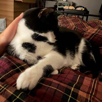 Spud -  Domestic Short Hair Cat for Adoption in Murray, Utah - Spud | PetCurious