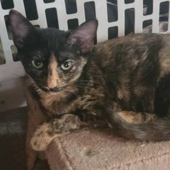 Rescue Domestic Short Hair Cats for Adoption in Warr Acres, Oklahoma - October | PetCurious