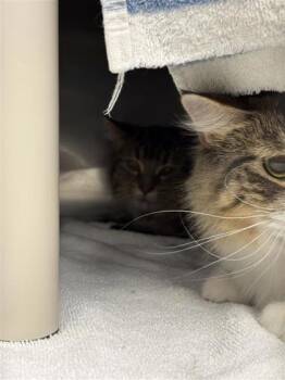 Mer-Cat The Curious -  Domestic Medium Hair and Domestic Short Hair Cat for Adoption in Montreal, Quebec - Mer-Cat The Curious | PetCurious