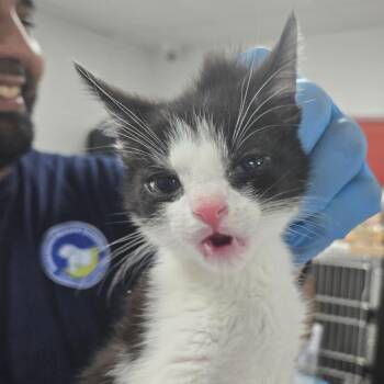 Waffle Cone -  Domestic Short Hair Cat for Adoption in Newark, New Jersey - Waffle Cone | PetCurious
