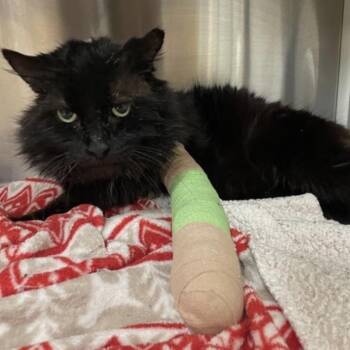 Domestic Medium Hair Cats Available for Adoption - Mr. Sweetcheeks | PetCurious