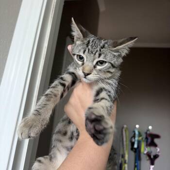 Wilson 26-05-136 -  Domestic Short Hair Cat for Adoption in Bastrop, Texas - Wilson 26-05-136 | PetCurious