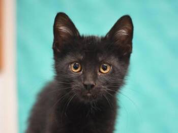 Volcano -  Domestic Short Hair Cat for Adoption in Portland, Oregon - Volcano | PetCurious