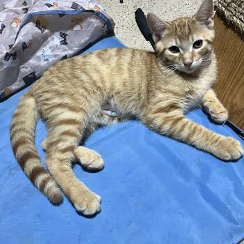 Grover -  Domestic Short Hair Cat for Adoption in Hamilton, Ontario - Grover | PetCurious