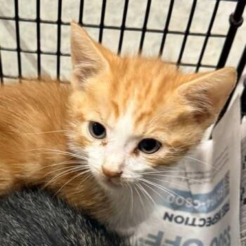 Wuzzy -  Domestic Short Hair Cat for Adoption in San Antonio, Texas - Wuzzy | PetCurious