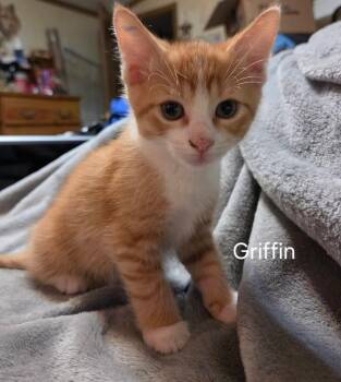 Griffin        GFRCC -  Domestic Short Hair Cat for Adoption in Metamora, Illinois - Griffin        GFRCC | PetCurious