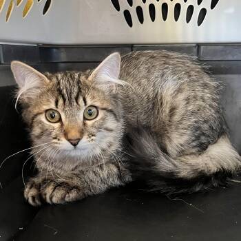 Espresso -  Domestic Long Hair Cat for Adoption in Santa Ana, California - Espresso | PetCurious