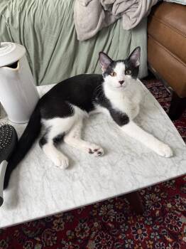 Chloe Reno (fka Kool Kid) -  Domestic Medium Hair Cat for Adoption in Philadelphia, Pennsylvania - Chloe Reno (fka Kool Kid) | PetCurious