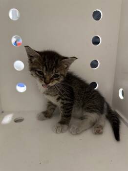 Rescue Domestic Short Hair Cats for Adoption in Ontario, California - NEEDS A FOSTER | PetCurious