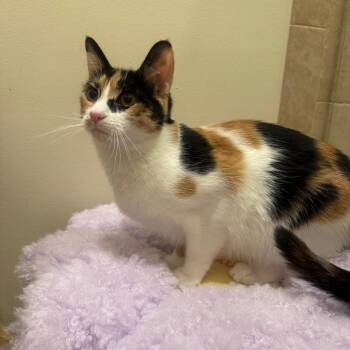 Celine -  Domestic Short Hair Cat for Adoption in Fort Lauderdale, Florida - Celine | PetCurious