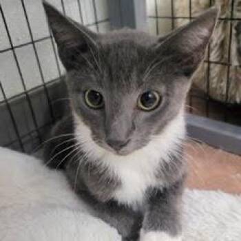 Monster -  Domestic Short Hair Cat for Adoption in Green Valley, Arizona - Monster | PetCurious